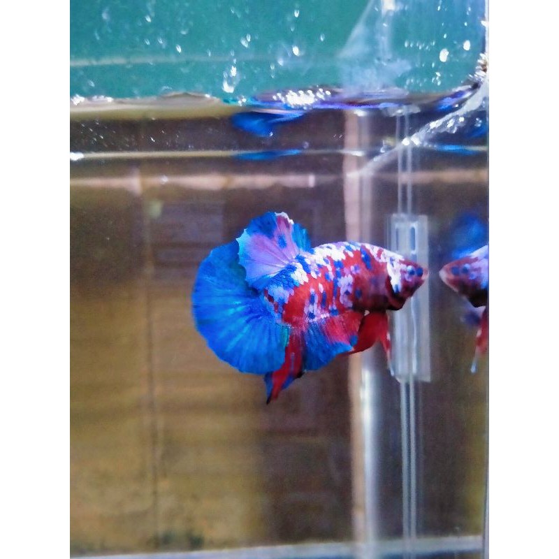 cupang hias koi multi galaxy burik masking grade A strong color