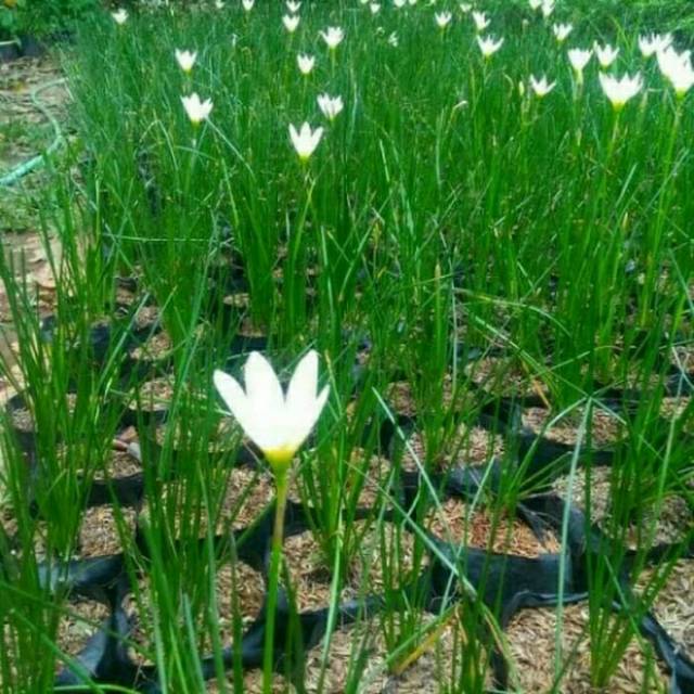 Rain lily jarum/tanaman hias rain lily jarum