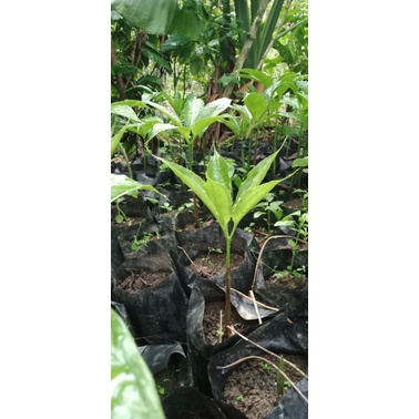 Iles Iles Sumatra Polibek