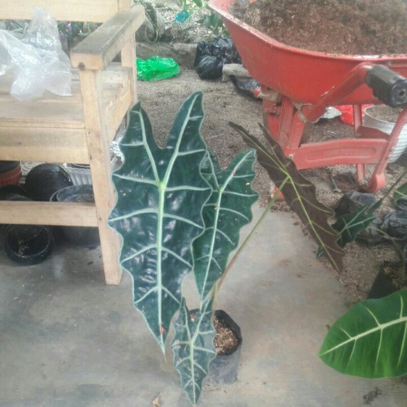 Alocasia Amazon