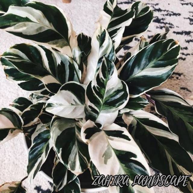 Tanaman Hias Calathea - Calathea White Fusion - Calathea Tissue - Kalatea Tisu