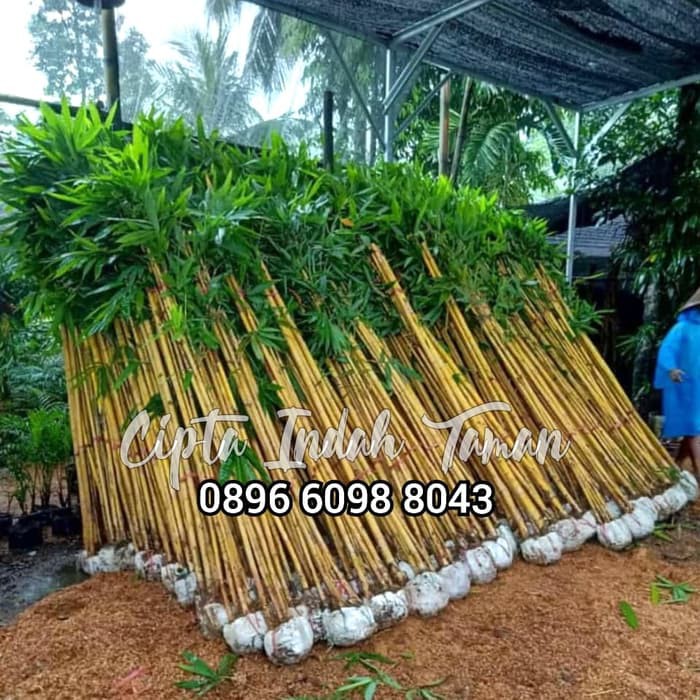 Bambu panda | bambu kuning | pohon bambu