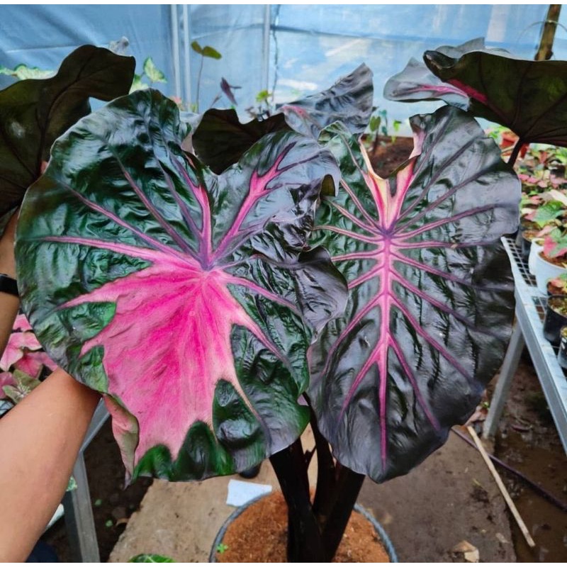 Bibit bonggol colocasia Thunder Stroms Hybrid
