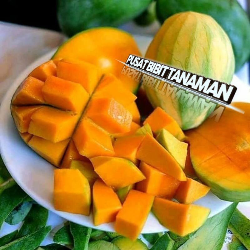 

BIBIT MANGGA GADUNG MANIS DAN CEPAT BERBUAH