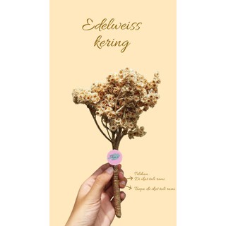 Bunga Edelweis Kering Dried Flower 1 ikat natural dan ada ...