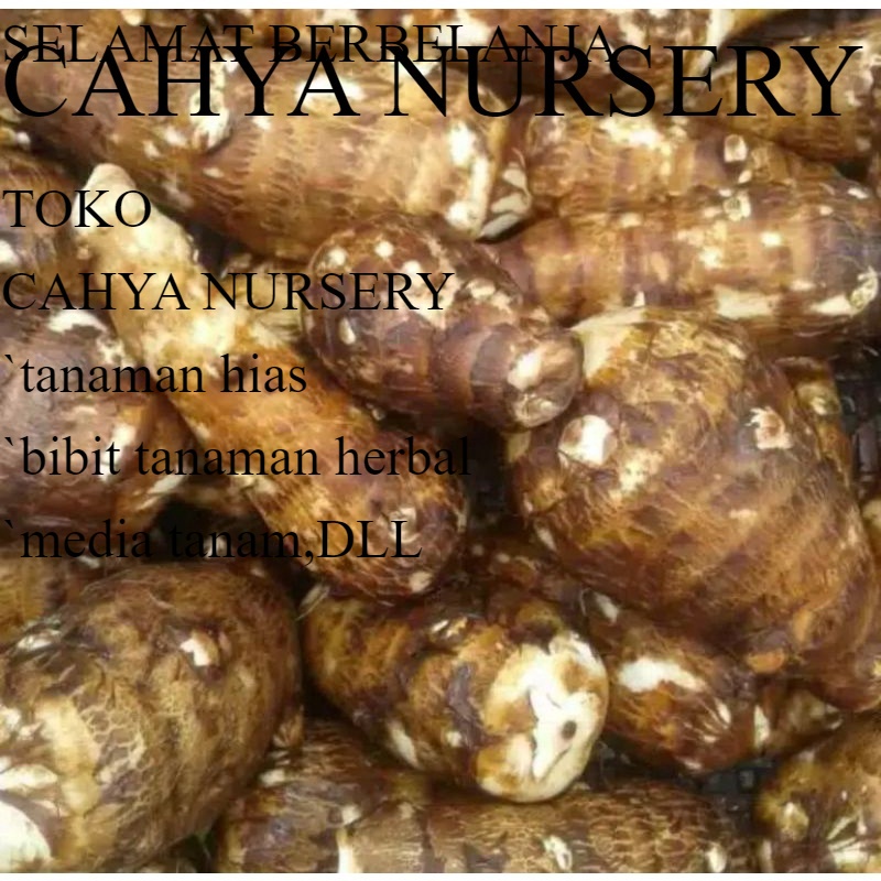 

Terbaru UMBI TALAS GAJAH / UMBI BERKUALITAS 1kg Harga diskon 50-55%