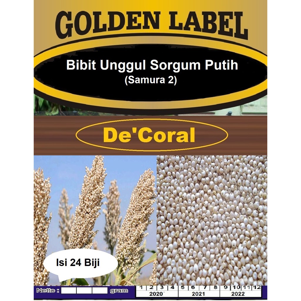 Bibit Unggul Sorgum Putih Samura 2 | Benih Sorgum Putih