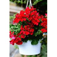 Geranium Bunga Merah