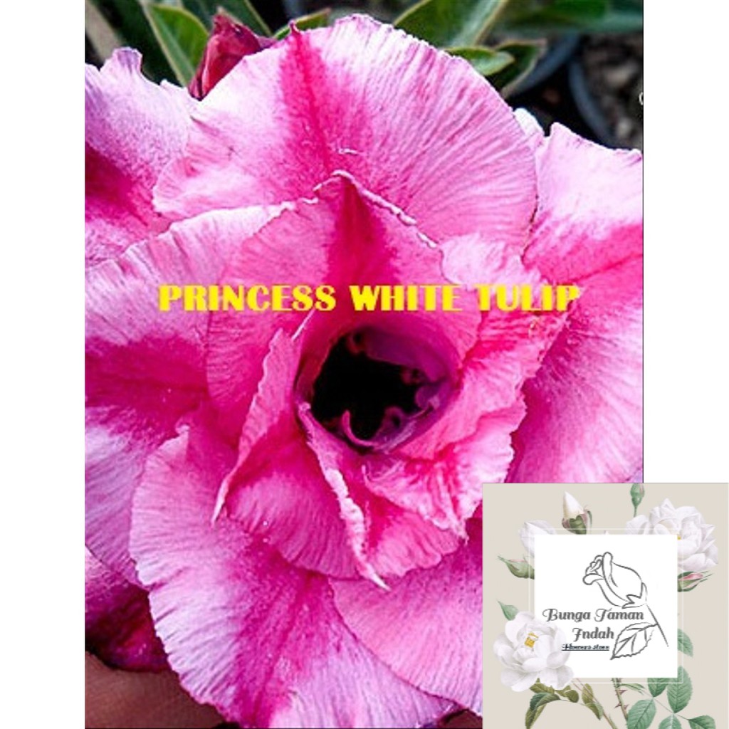 Benih Bibit Bunga Adenium 09 Bunga Taman Indah