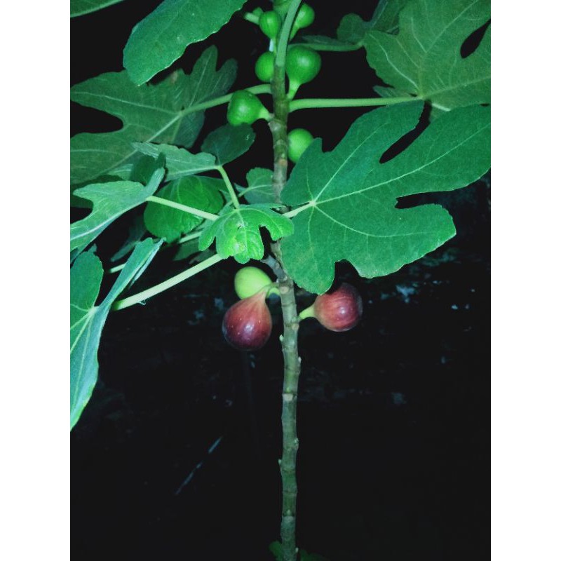 bibit pohon tin jenis Red Palestine