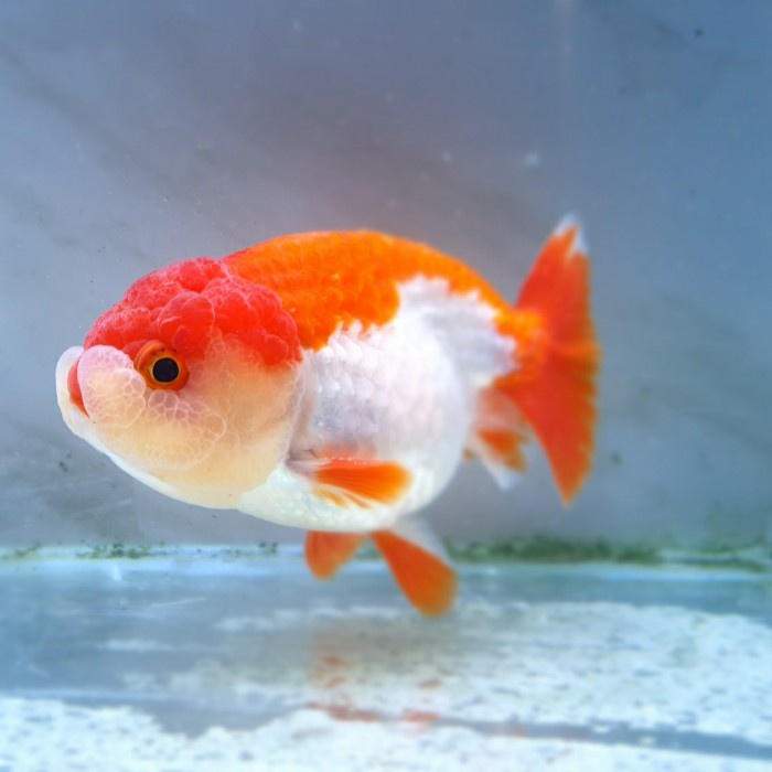 ikan mas koki lionchu hybrid tancho import / ikan hias aquarium