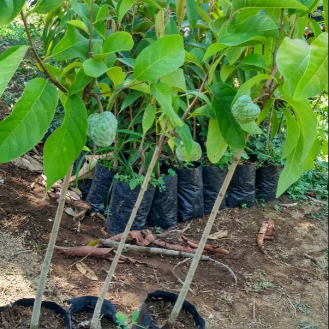 Srikaya Jumbo