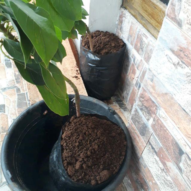 Bibit Buah Alpukat Mentega Kendil Jumbo Griya Bibit Tanaman