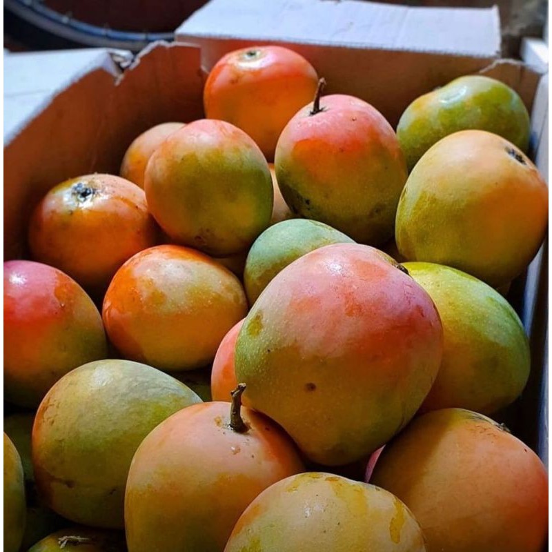 

bumpi gedong gincu / 1kg mangga/mangga indramayu/mangga gedong gincu