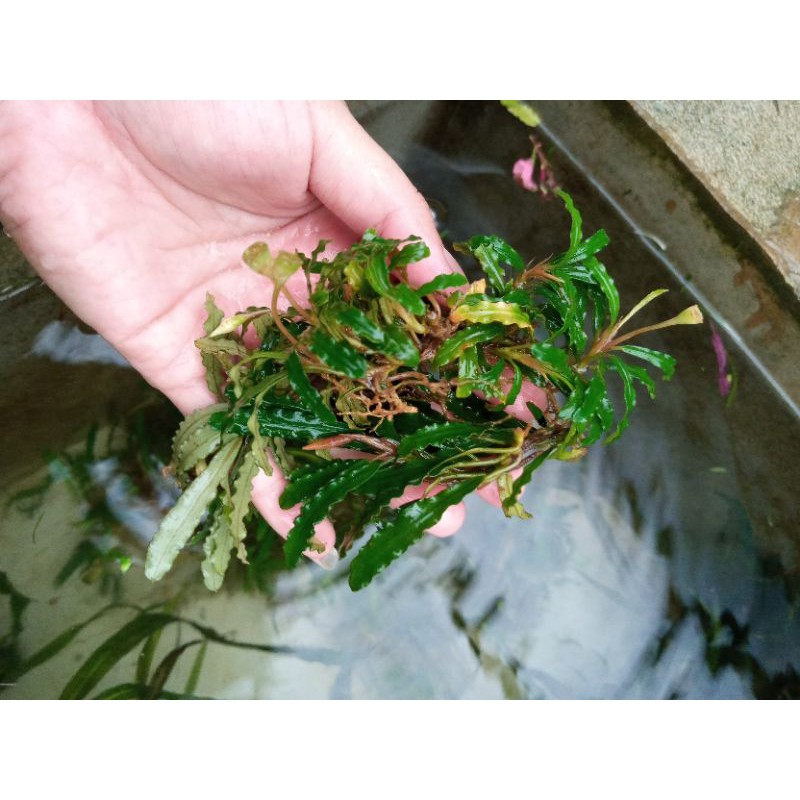 buce tanaman aquascape