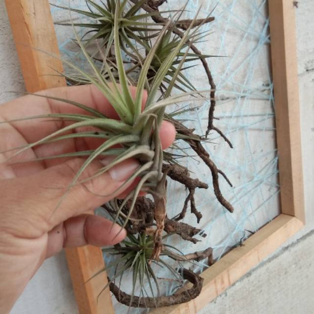 Tillandsia bergeri