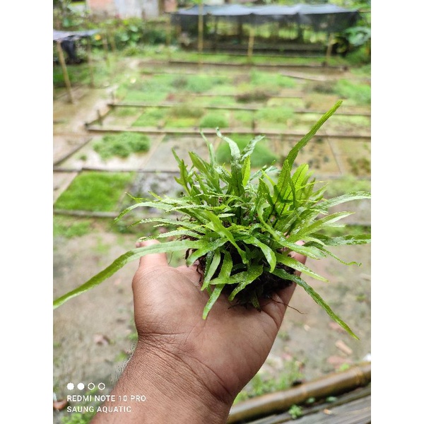 Kadaka trident / Tanaman Aquascape