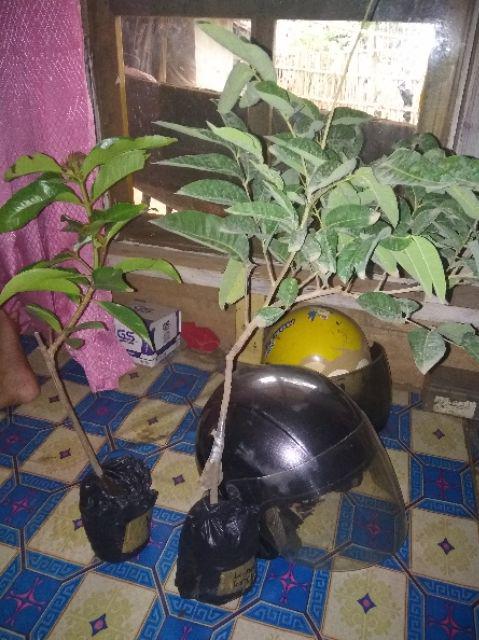 Bibit Tanaman Kelengkeng New Kristal / Wusan (tinggi 40-60 Cm)