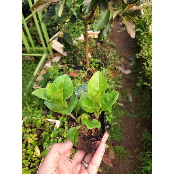 Bibit Binahong, Tanaman Binahong, Binahong