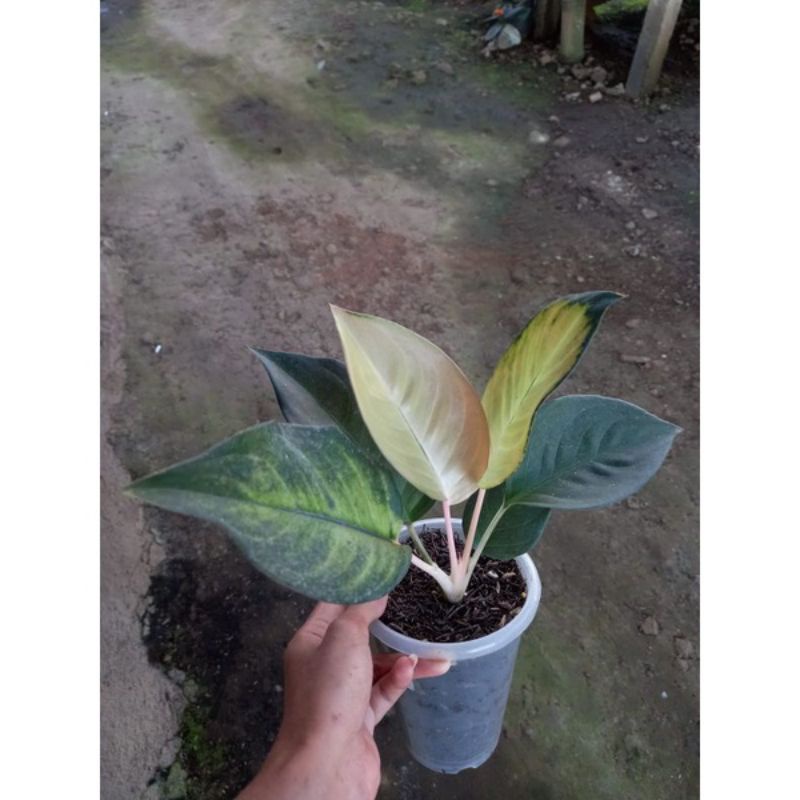 anakan aglonema kochin sunrise