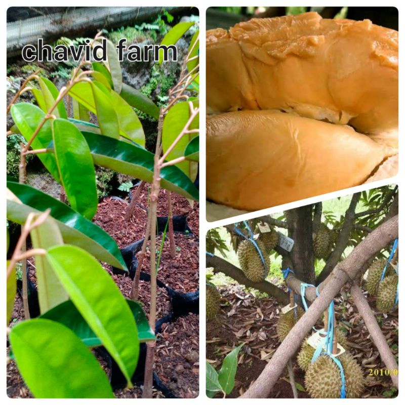 bibit durian duren super tembaga asli bangka