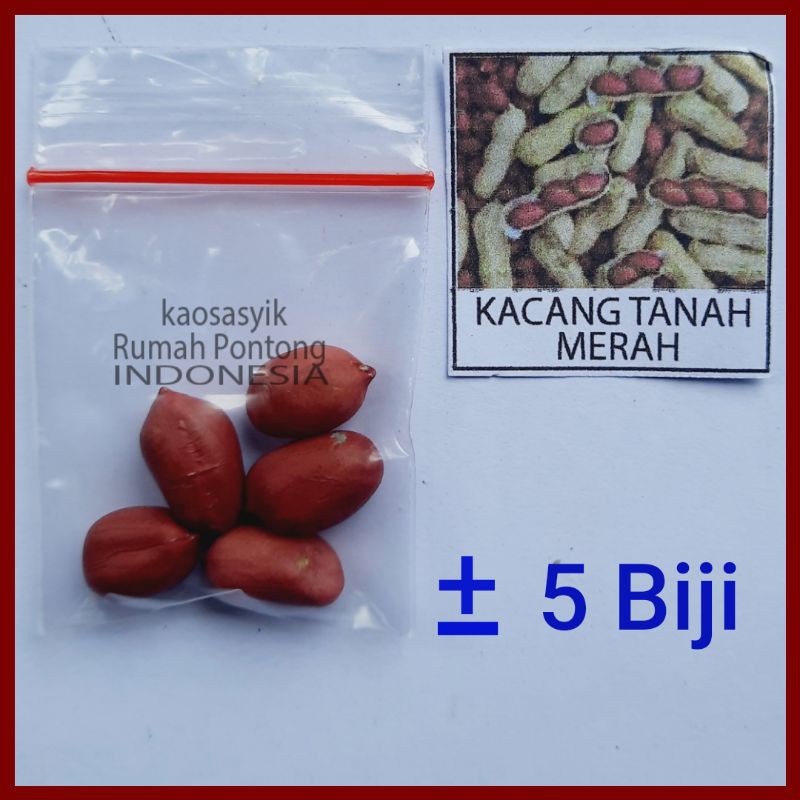 BENIH KACANG / KACANG HIJAU, KAPRI, MERAH, TANAH, KECIPIR, KEDELAI, TOLO/LANDES-5 Kcng Tanah Merah