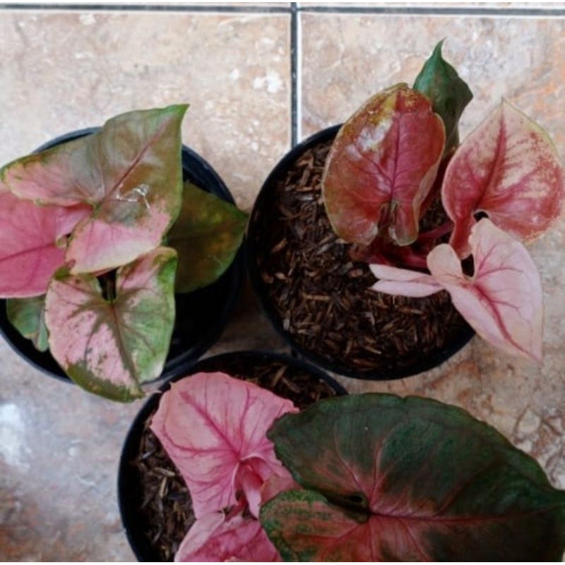 Syngonium strawberry ice