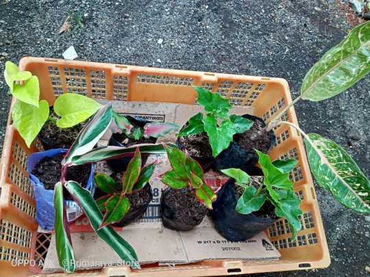 Calathea Ornata Sanderiana /bibit Tanaman Hias Bunga Kalatea