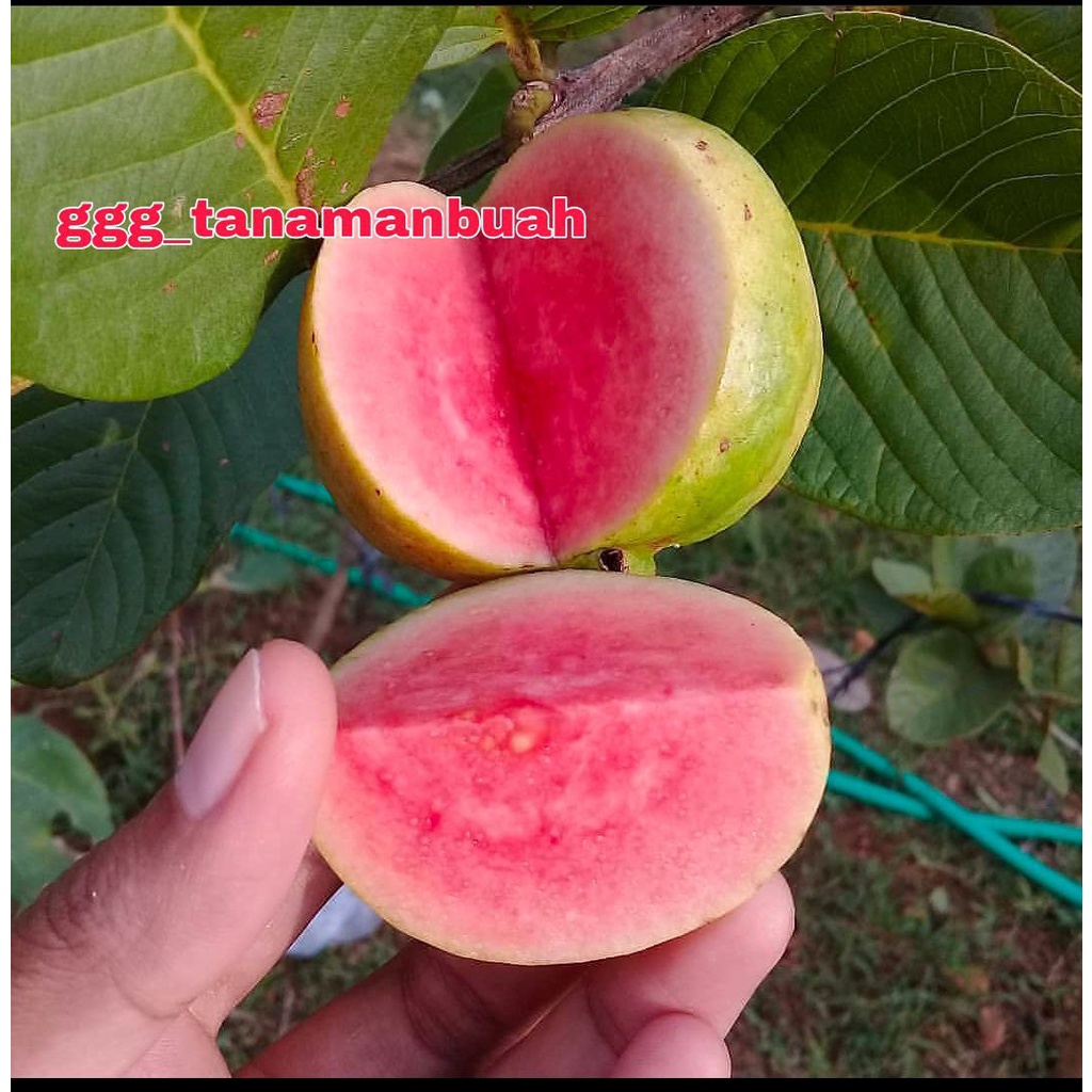 Bibit Buah Jambu Kristal Merah Siap Berbuah