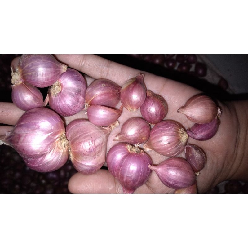 

Bawang merah Asli Probolinggo, Sedap 250 gram