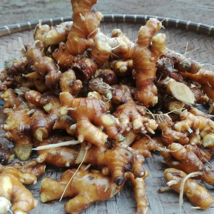 New Lempuyang emprit segar/basah le