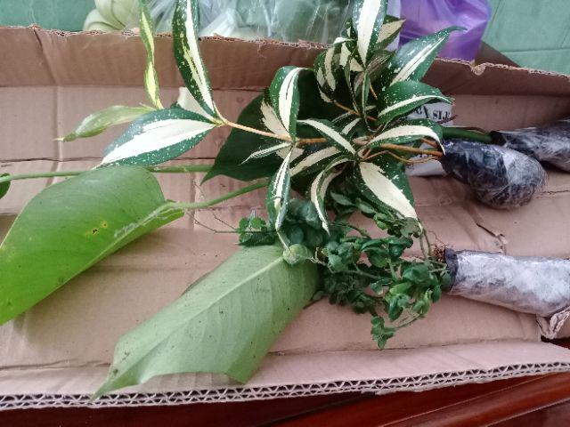 Krokot Curly - Krokot Keriting Tanaman Crocot Paku Payung