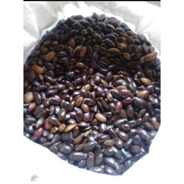 benih sirsak biji sirsak fresh termurah