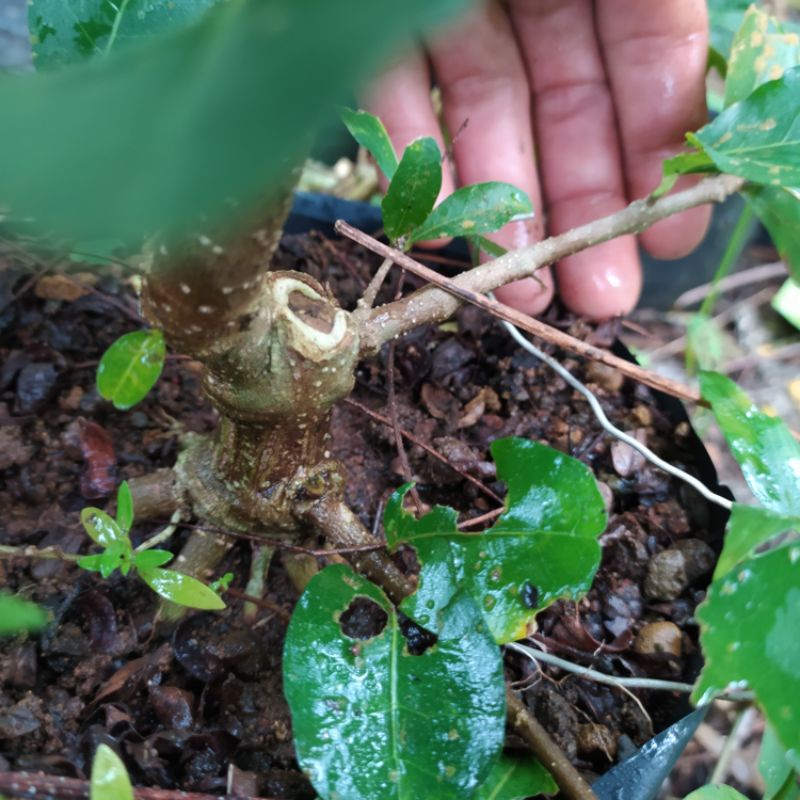 bahan bonsai sianci prokar, ukuran mame