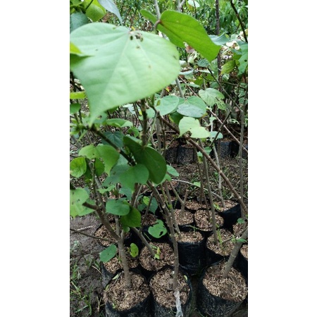 WARU TAILAND WARU TAILAND WARU