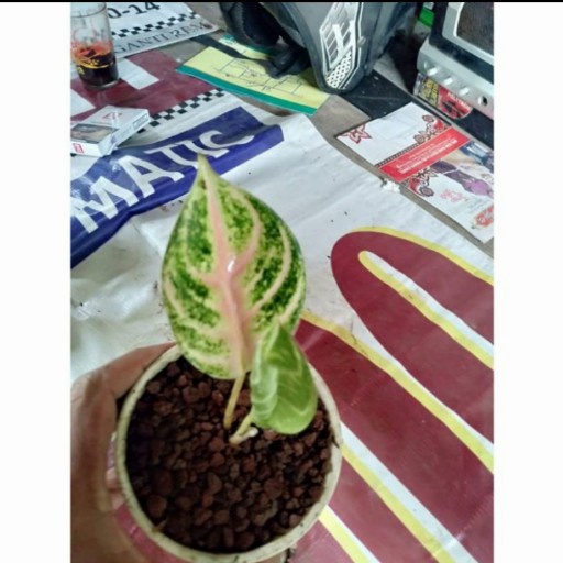 bibit aglonema goliath anakan ..