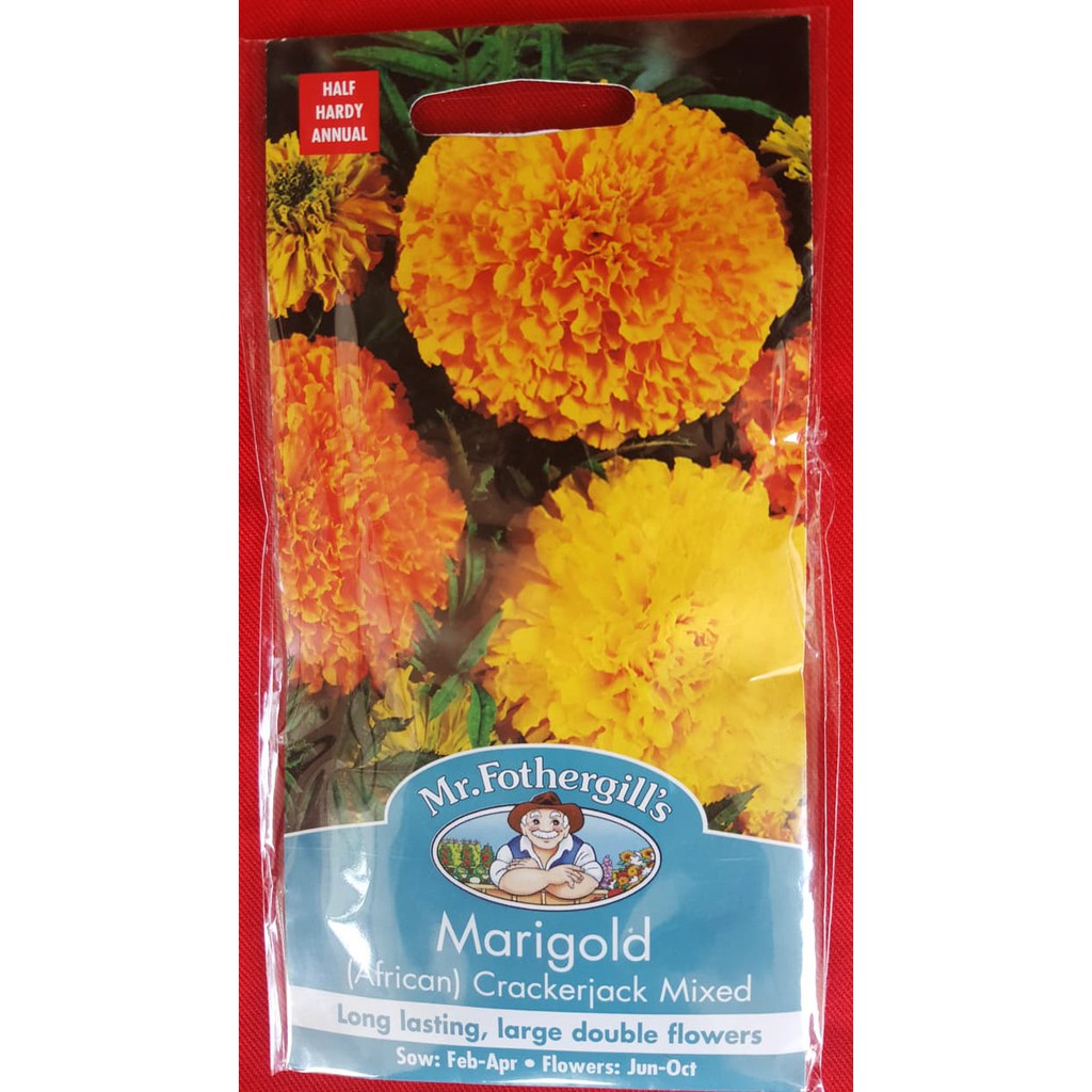 Unik Pack 120 Benih Bunga Marigold  African  CrackerjackMr Fothergill s Berkualitas