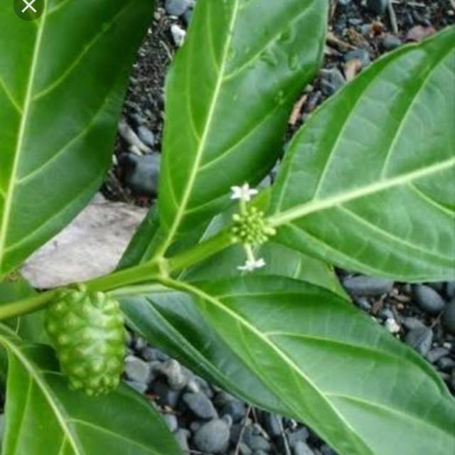 

Daun mengkudu segar 1 lembar