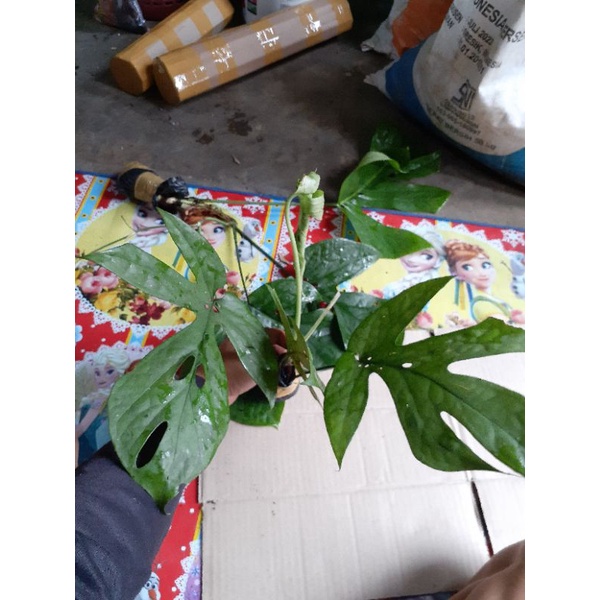monstera Amidrium terlaris