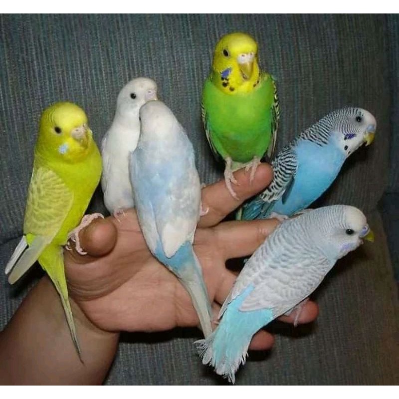 burung parkit sepasang