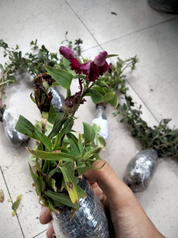 Tanaman Hias Dianthus Atau Anyelir Merah Murah