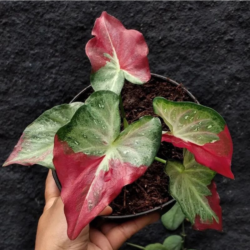 Caladium Shycool Tanaman Hias Keladi shycool tanaman keladi hias shycool murah anakan caladium Thail