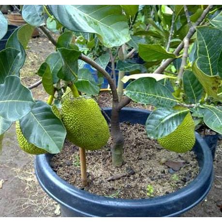 Paling Bagus 19 Gambar Bunga Nangka Gambar Bunga HD Paling Bagus 19 Gambar Bunga Nangka Gambar Bunga HD