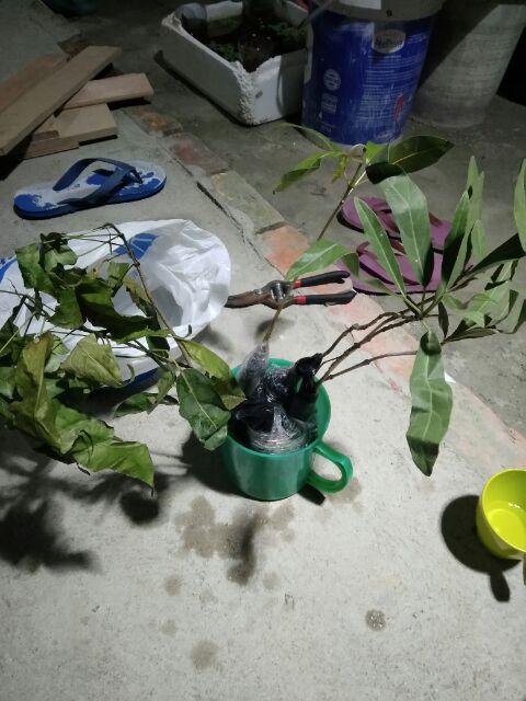 Bibit Tanaman Tabebuya Sakura