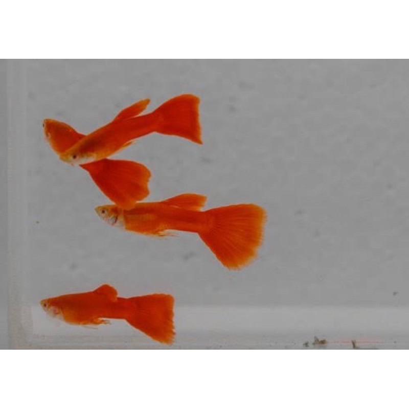 

Ikan Guppy Albino Full Red (Sepasang)
