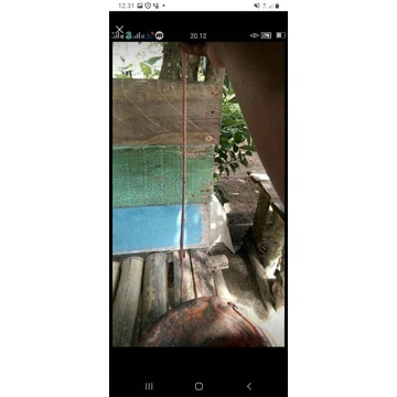 cacing nipah ukuran A