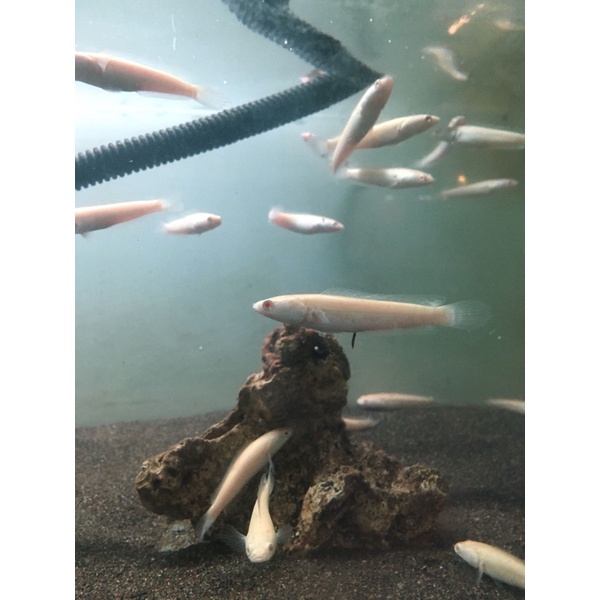 

albino