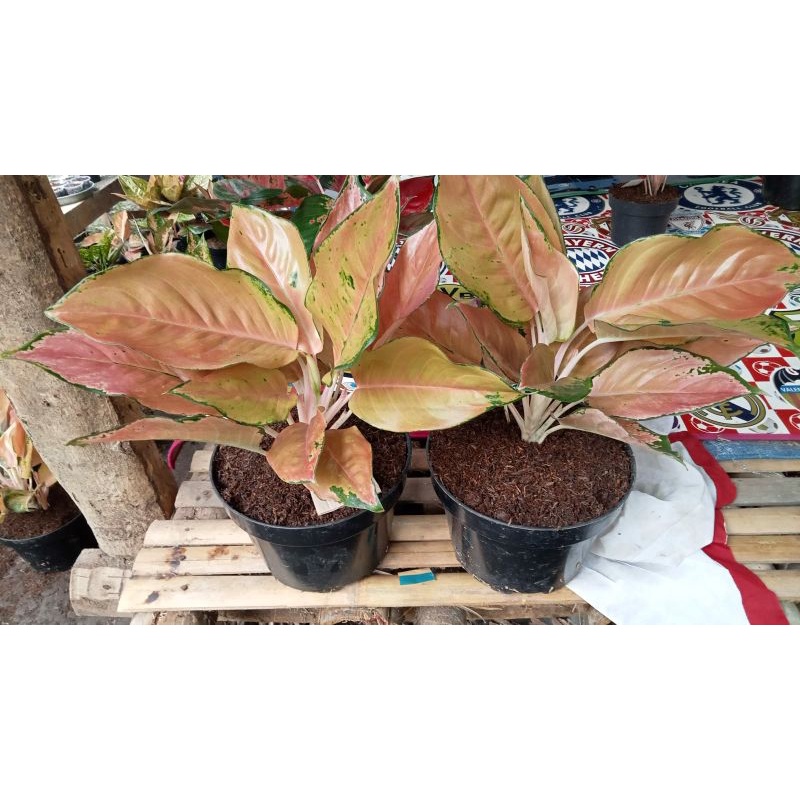 kochin tembaga kuning plus red kochin