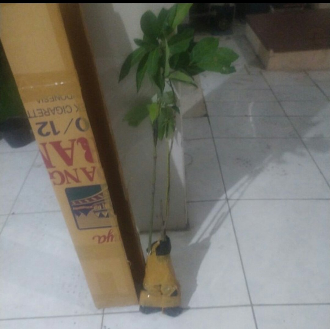 Terlaris  Bibit Tanaman Buah Alpukat Hass Asli!!!!