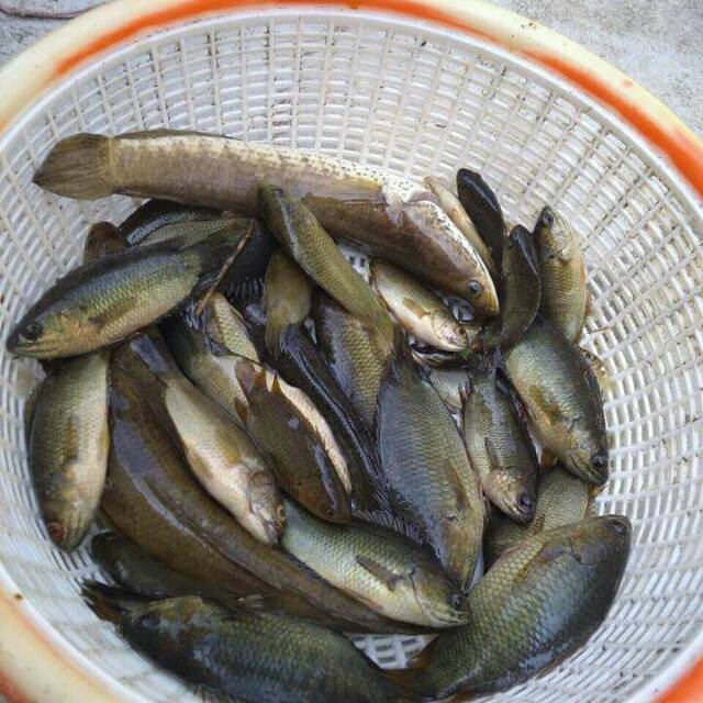 

Ikan Papuyu